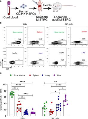 A single-cell map of vascular and tissue lymphocytes identifies proliferative TCF-1+ human innate lymphoid cells